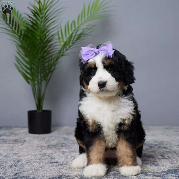 Bliss, Mini Bernedoodle Puppy